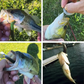 Jig Head Soft Fishing Lure kanssa meloa hännän - 5 KPL sarja