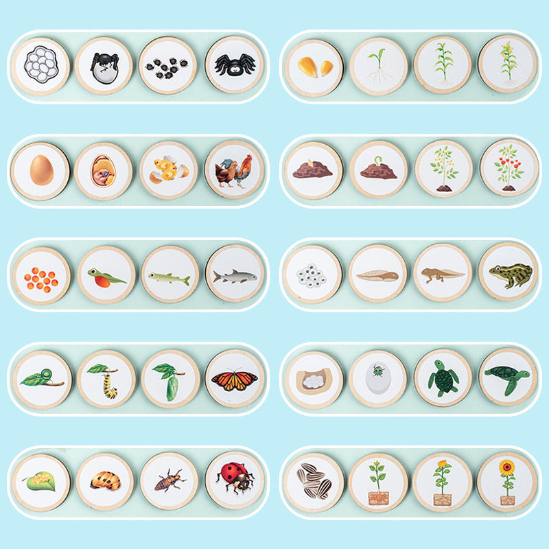 Puinen elinkaari koulutus lelu lapsille