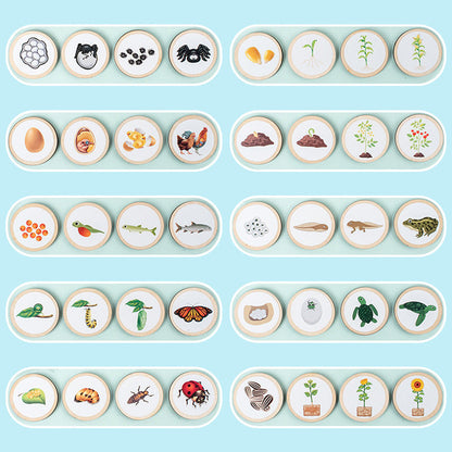 Puinen elinkaari koulutus lelu lapsille