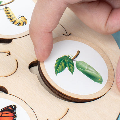 Puinen elinkaari koulutus lelu lapsille