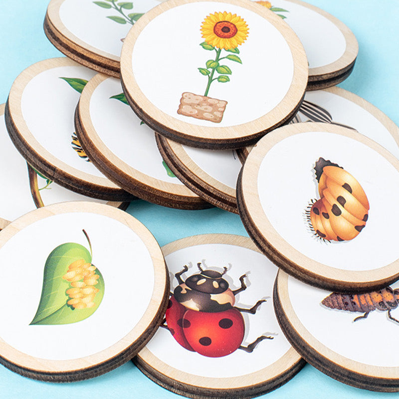 Puinen elinkaari koulutus lelu lapsille