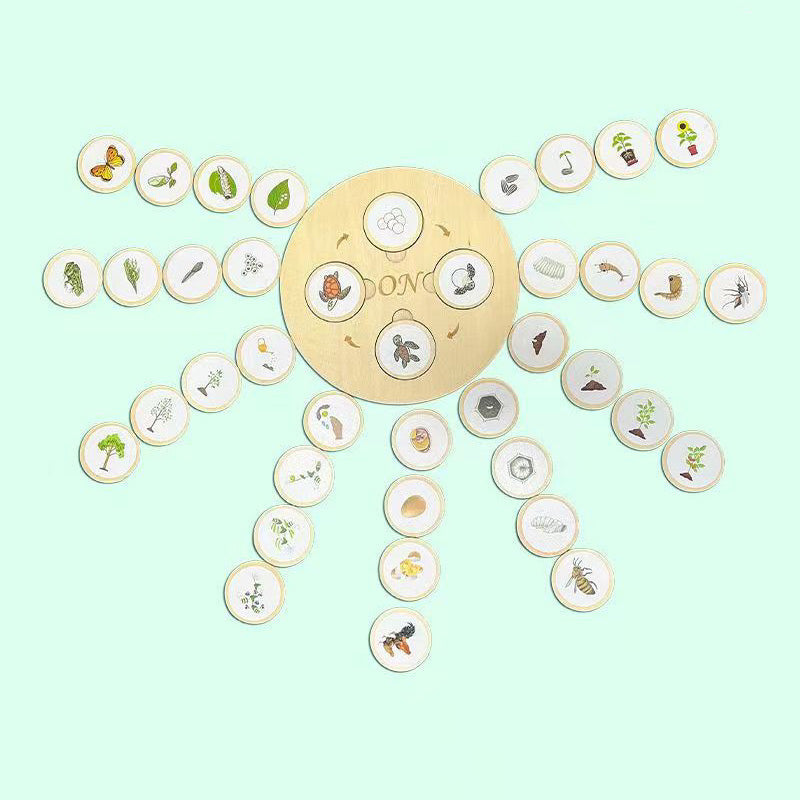 Puinen elinkaari koulutus lelu lapsille